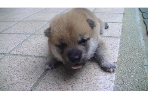 成約済の福岡県の豆柴-77547の7枚目