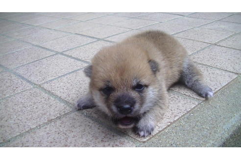 成約済の福岡県の豆柴-77547の6枚目