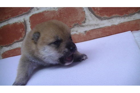 成約済の福岡県の豆柴-77547の5枚目