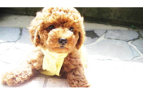 成約済の福岡県のタイニープードル-76256