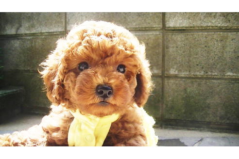 成約済の福岡県のタイニープードル-76256の4枚目