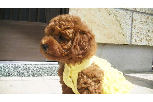 成約済の福岡県のタイニープードル-76256の3枚目