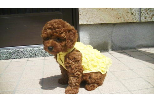 成約済の福岡県のタイニープードル-76256の2枚目