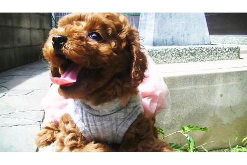 成約済の福岡県のタイニープードル-76246の5枚目