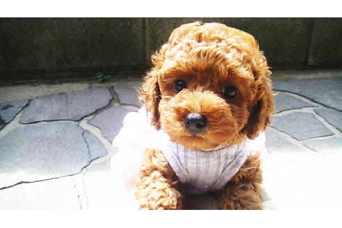 成約済の福岡県のタイニープードル-76246