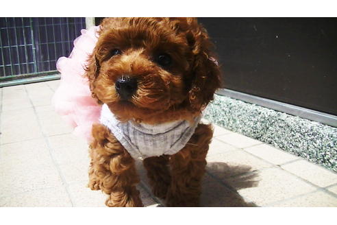 成約済の福岡県のタイニープードル-76246の4枚目