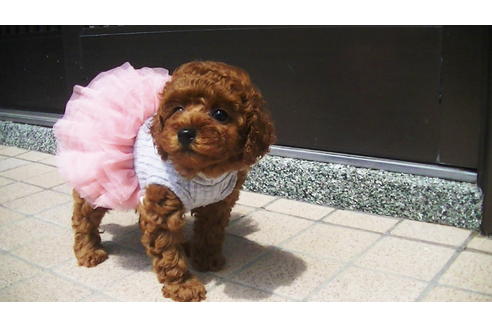 成約済の福岡県のタイニープードル-76246の3枚目