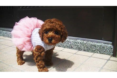 成約済の福岡県のタイニープードル-76246の2枚目