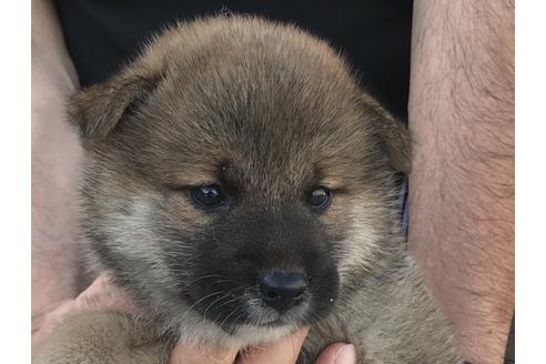 成約済の長崎県の柴犬-76910の1枚目