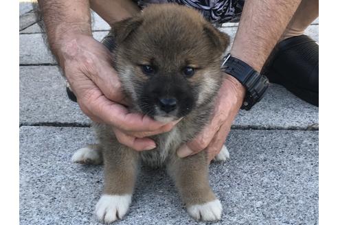 成約済の長崎県の柴犬-76910の5枚目