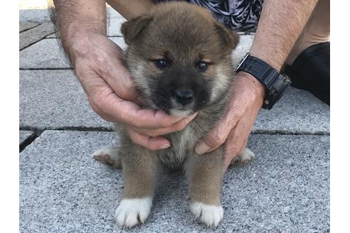 成約済の長崎県の柴犬-76910の4枚目