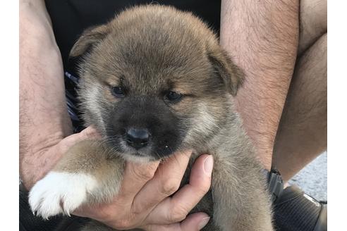 成約済の長崎県の柴犬-76910の3枚目