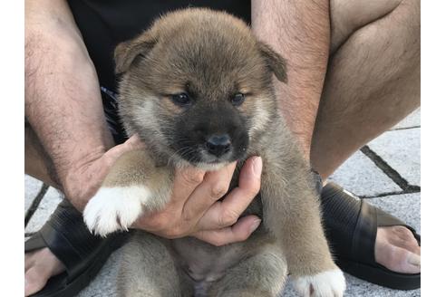 成約済の長崎県の柴犬-76910の2枚目