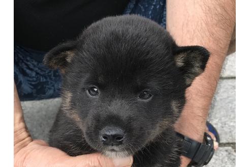 成約済の長崎県の柴犬-77185の1枚目