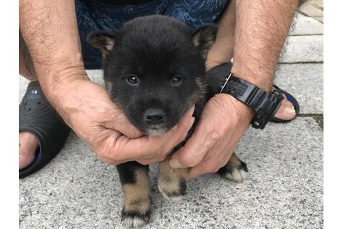 成約済の長崎県の柴犬-77185の5枚目