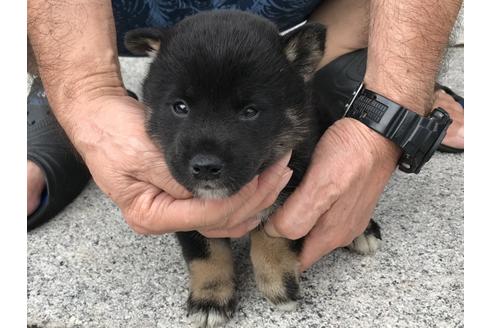 成約済の長崎県の柴犬-77185の4枚目