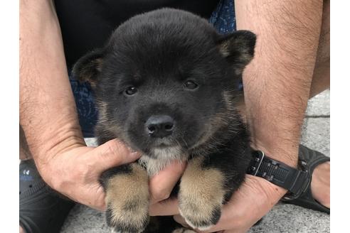 成約済の長崎県の柴犬-77185の3枚目