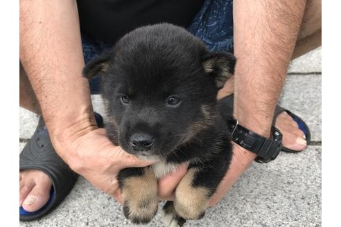 成約済の長崎県の柴犬-77185の2枚目