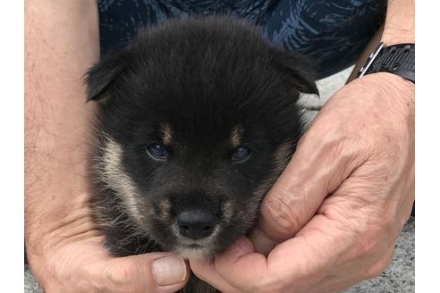 成約済の長崎県の柴犬-77186の1枚目