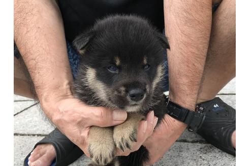 成約済の長崎県の柴犬-77186の4枚目