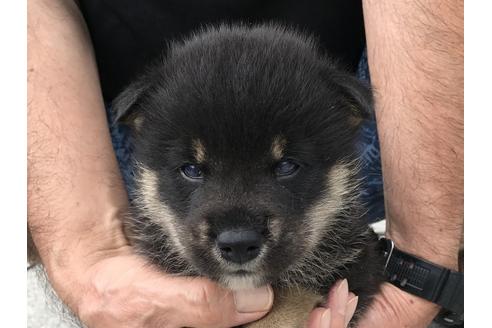 成約済の長崎県の柴犬-77186の3枚目