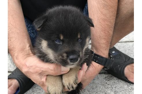 成約済の長崎県の柴犬-77186の2枚目