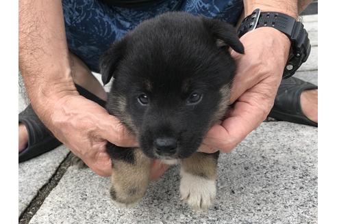 成約済の長崎県の柴犬-77189の5枚目