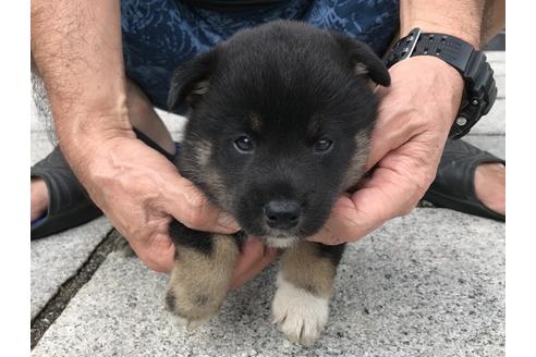 成約済の長崎県の柴犬-77189の4枚目