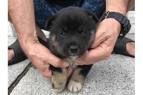 成約済の長崎県の柴犬-77189の3枚目