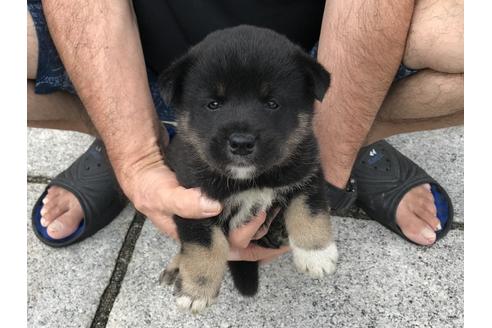 成約済の長崎県の柴犬-77189の2枚目