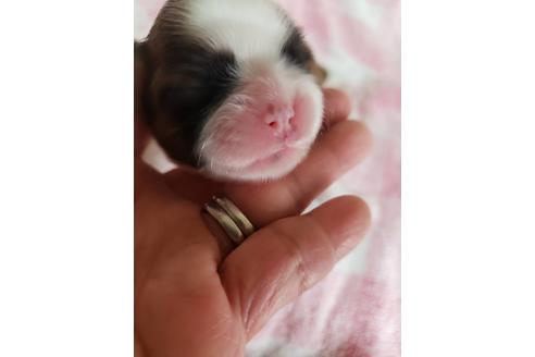 成約済の神奈川県のシーズー-78241の2枚目