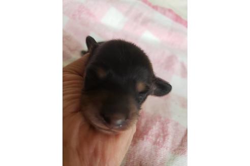 成約済の神奈川県のミニチュアダックスフンド(ロングヘアード)-78243の1枚目