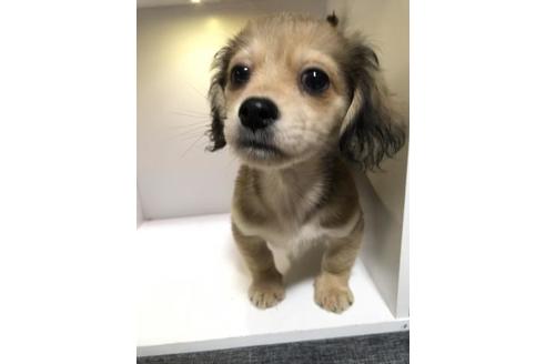 成約済の宮崎県のミックス犬-76302の1枚目