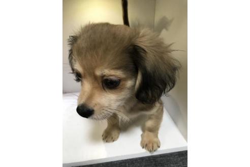 成約済の宮崎県のミックス犬-76302の2枚目
