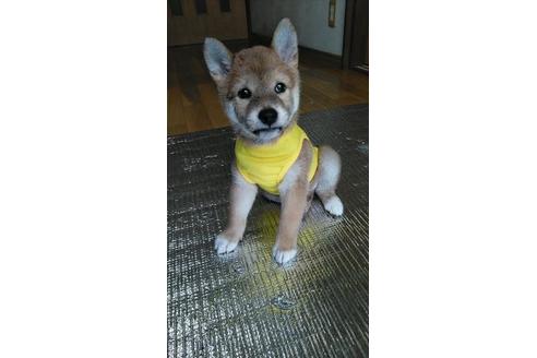 成約済の宮崎県の柴犬-78246の5枚目