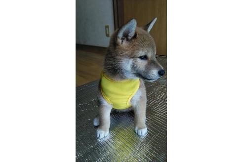 成約済の宮崎県の柴犬-78246の4枚目
