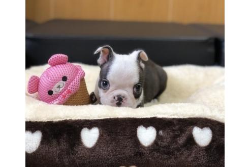 成約済の香川県のボストンテリア-76861の3枚目