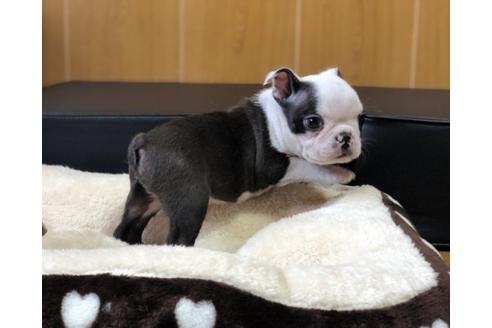 成約済の香川県のボストンテリア-76861の2枚目