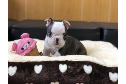 成約済の香川県のボストンテリア-76861の1枚目