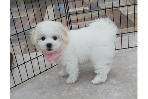 香川県のビションフリーゼ 女の子 19 06 生まれ ホワイト系 子犬id ブリーダーナビ 香川県のビションフリーゼ 女の子 19 06 生まれ ホワイト系 子犬id ブリーダーナビ