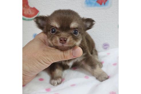 成約済の北海道のミックス犬-77508