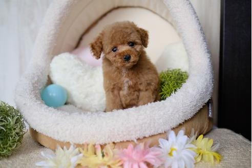 成約済の滋賀県のトイプードル-77337の5枚目