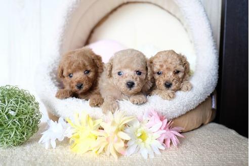 成約済の滋賀県のトイプードル-77337の4枚目