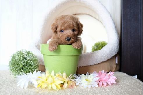 成約済の滋賀県のトイプードル-77337の2枚目