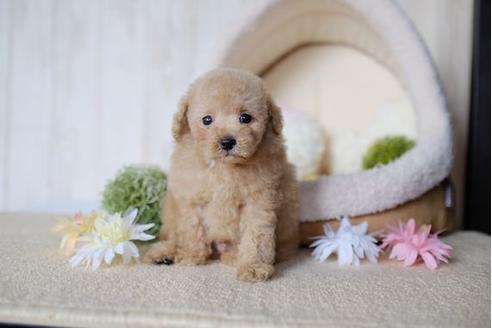 成約済の滋賀県のトイプードル-77338の5枚目