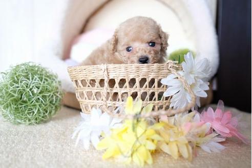 成約済の滋賀県のトイプードル-77338の3枚目