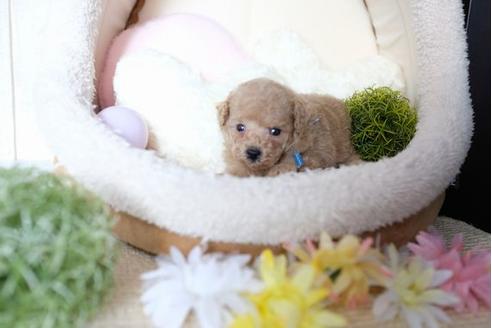 成約済の滋賀県のトイプードル-77338の2枚目