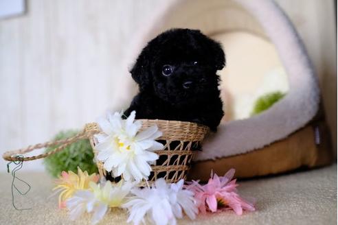 成約済の滋賀県のトイプードル-77353