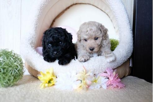 成約済の滋賀県のトイプードル-77353の4枚目