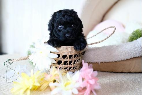 成約済の滋賀県のトイプードル-77353の3枚目